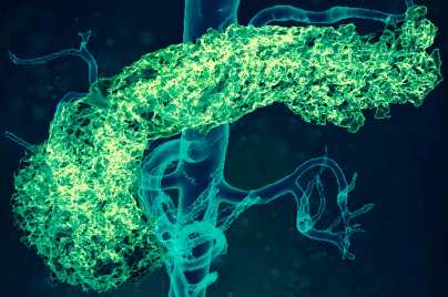 Science Visual Pancreas Aorta