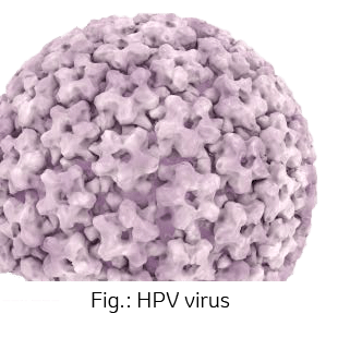 Picture: HPV virus