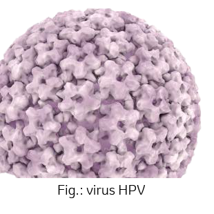 Image: virus HPV
